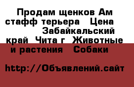 Продам щенков Ам.стафф.терьера › Цена ­ 10 000 - Забайкальский край, Чита г. Животные и растения » Собаки   